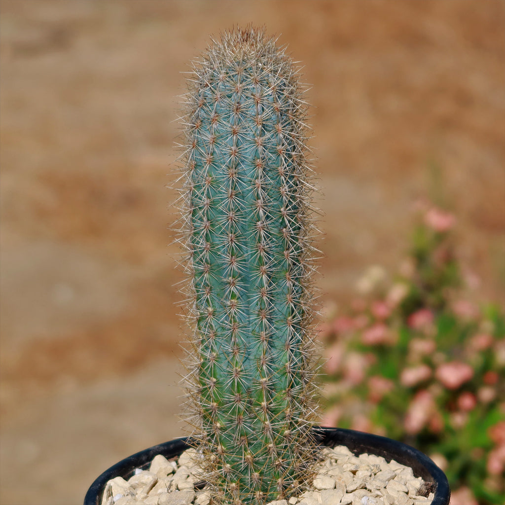 Pilosocereus calcisaxicolus