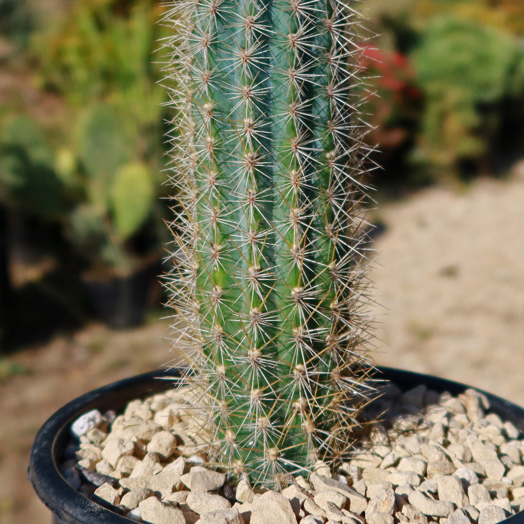 Pilosocereus calcisaxicolus