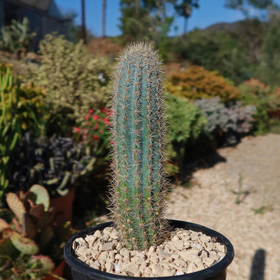 Pilosocereus calcisaxicolus