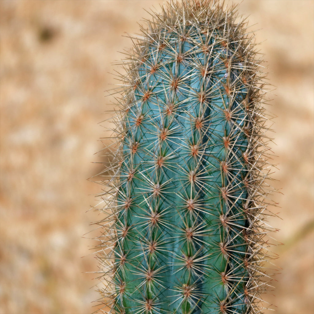 Pilosocereus calcisaxicolus