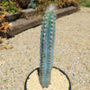 Blue Torch Cactus &