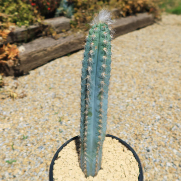 Blue Torch Cactus 'Pilosocereus pachycladus' - Shop Online at