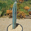 Blue Torch Cactus &