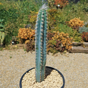 Pilosocereus pachycladus 'スーパーフロッコサス' Blue Torch Cactus 'Pilosocereus pachycladus' - Shop Online at