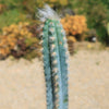 Blue Torch Cactus &