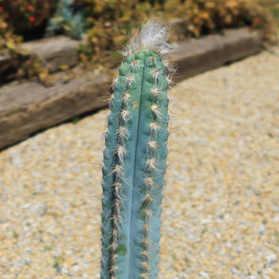 Blue Torch Cactus 'Pilosocereus pachycladus'