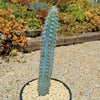 Blue Torch Cactus &