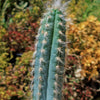 Blue Torch Cactus &