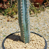 Blue Torch Cactus &