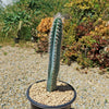 Blue Torch Cactus &