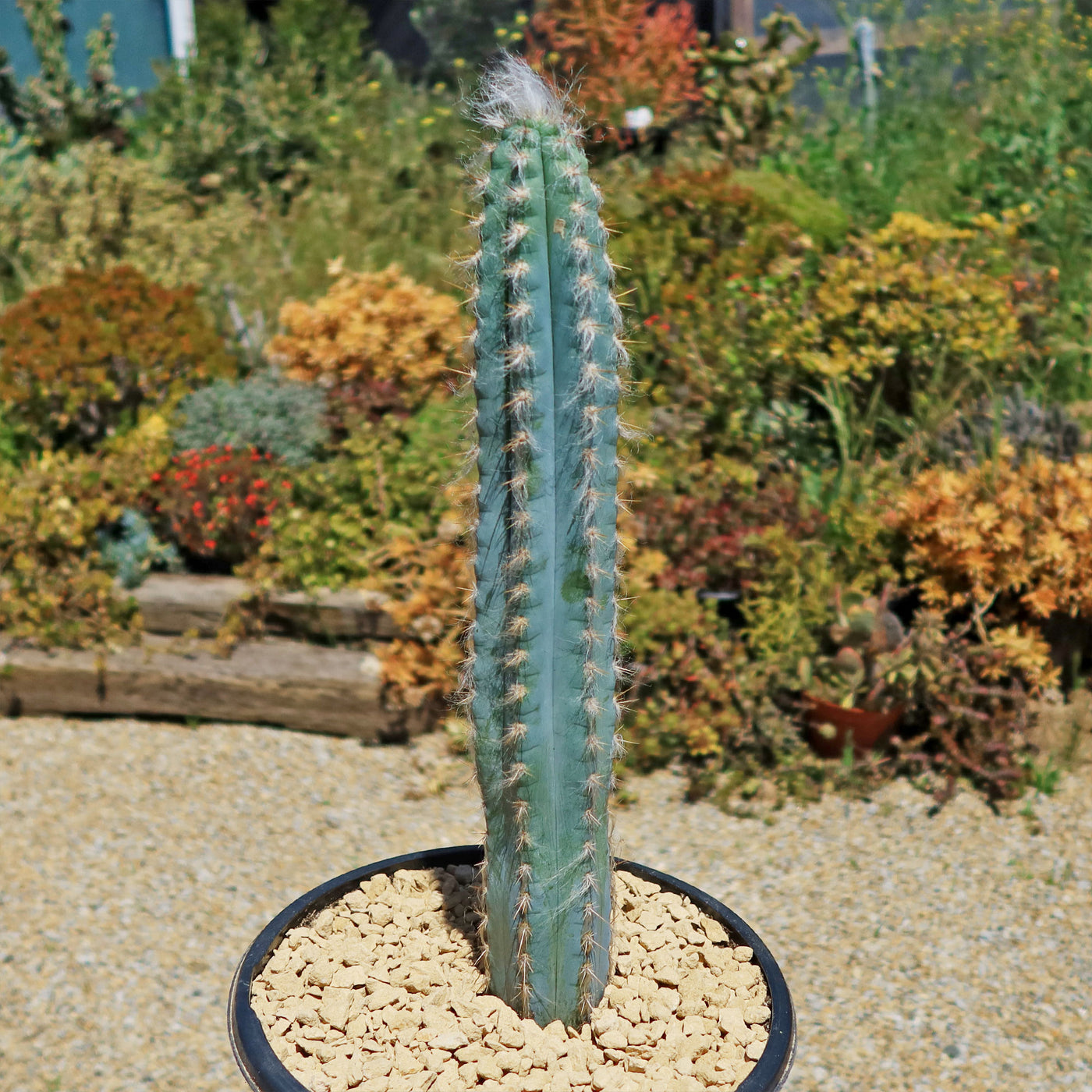 Blue Torch Cactus 'Pilosocereus pachycladus'