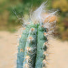 Blue Torch Cactus &