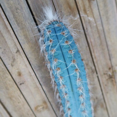 Blue Torch Cactus Cuttings ‘Pilosocereus pachycladus’