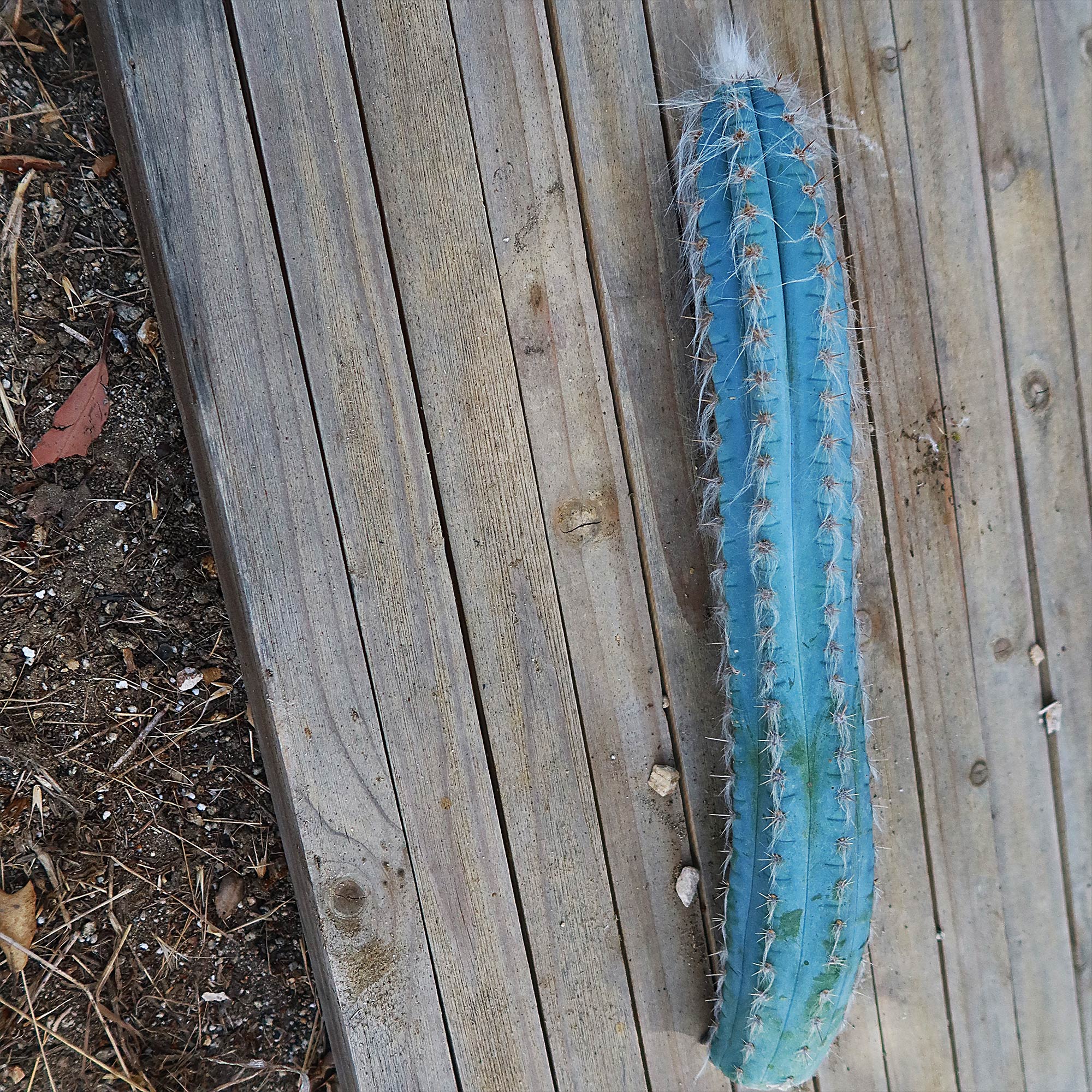 Blue Torch Cactus Cuttings ‘Pilosocereus pachycladus’