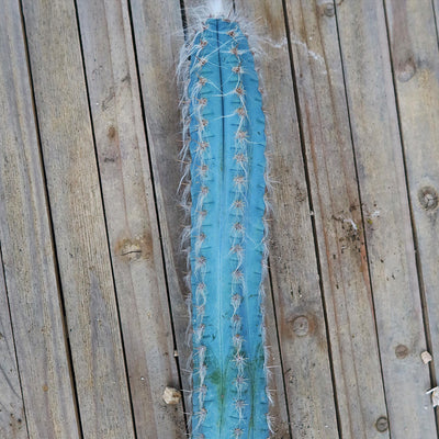 Blue Torch Cactus Cuttings ‘Pilosocereus pachycladus’