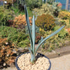 Blue agave - Agave Tequilana &