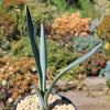 Blue agave - Agave Tequilana &