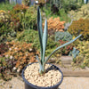 Blue agave - Agave Tequilana &