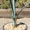 Blue agave - Agave Tequilana &