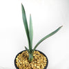 Blue agave - Agave Tequilana &