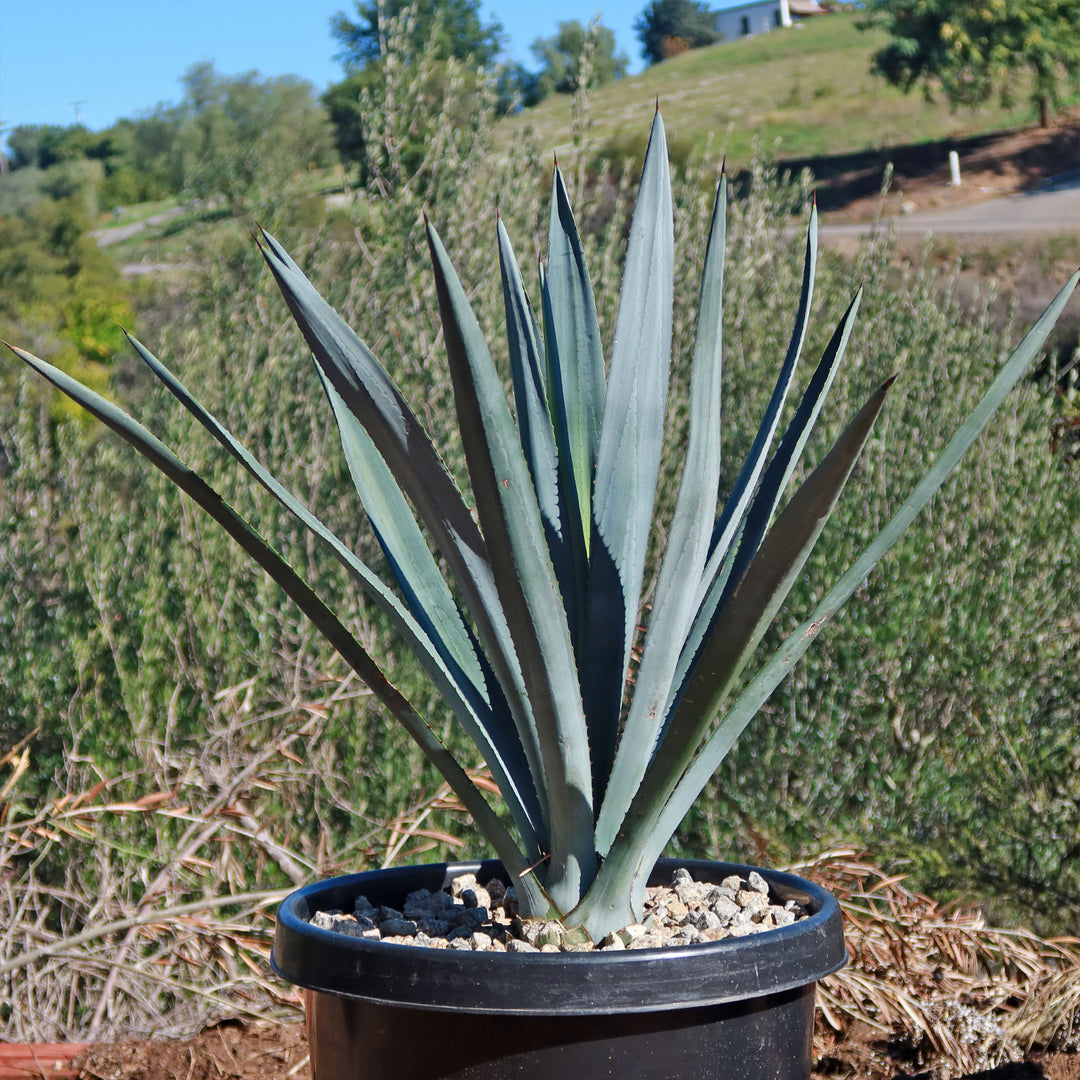 Organic store Blue Agave Tequilana Plant 36 inch 7 available