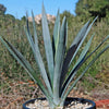 Blue agave - Agave Tequilana &