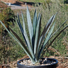 Blue agave - Agave Tequilana &