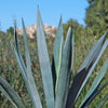 Blue agave - Agave Tequilana &