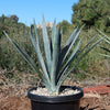 Blue agave - Agave Tequilana &