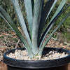 Blue agave - Agave Tequilana &