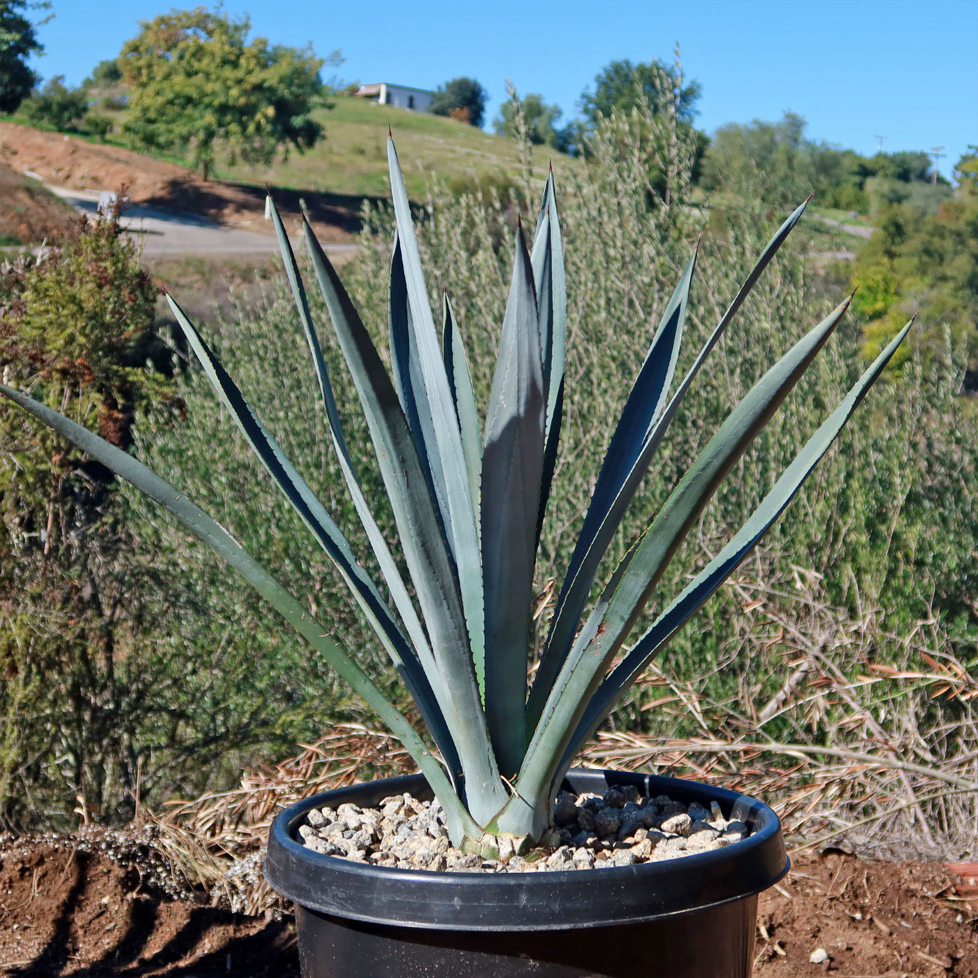 succulent plant used to make tequila Shop Blue agave 'Tequila Plant' Agave Tequilana - Care and Info