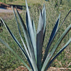 Blue agave - Agave Tequilana &