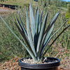 Blue agave - Agave Tequilana &