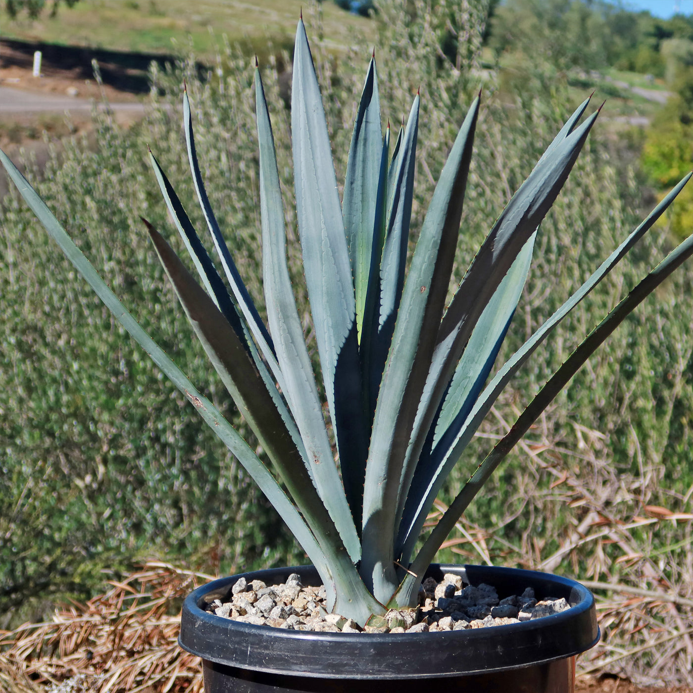 succulent used to make tequila Shop Blue agave 'Tequila Plant' Agave Tequilana - Care and Info