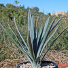 Blue agave - Agave Tequilana &