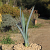 Blue agave - Agave Tequilana &