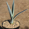 Blue agave - Agave Tequilana &