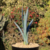 Blue agave - Agave Tequilana &