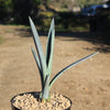 Blue agave - Agave Tequilana &