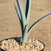 Blue agave - Agave Tequilana &