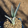 Blue agave - Agave Tequilana &