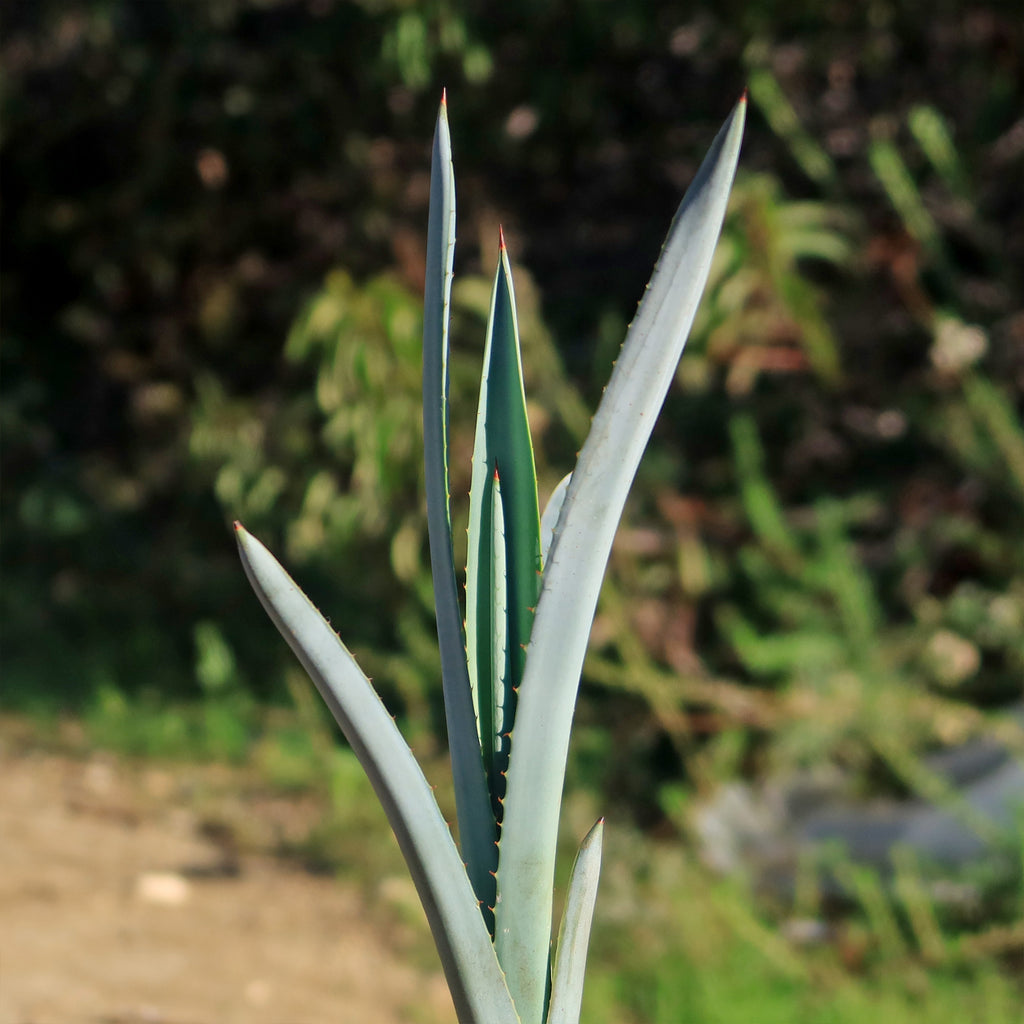 Blue agave - Agave Tequilana &
