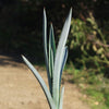 Blue agave - Agave Tequilana &