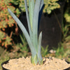 Blue agave - Agave Tequilana &