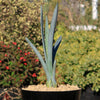 Blue agave - Agave Tequilana &