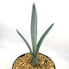 Blue agave - Agave Tequilana &