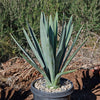 Blue agave - Agave Tequilana &