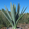 Blue agave - Agave Tequilana &