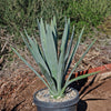 Blue agave - Agave Tequilana &