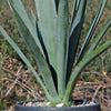 Blue agave - Agave Tequilana &